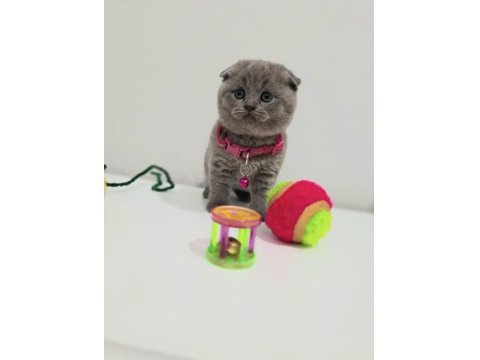 Bal Scottish Fold Kızım Teslime Hazır