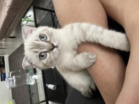 3 Aylık Scottish Fold