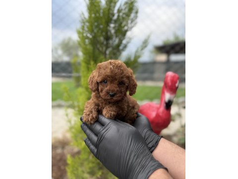 Toy Poodle Bebekler Irk Garantili