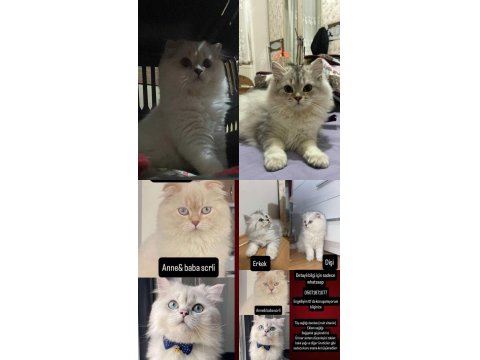 British Ahiretliklerim