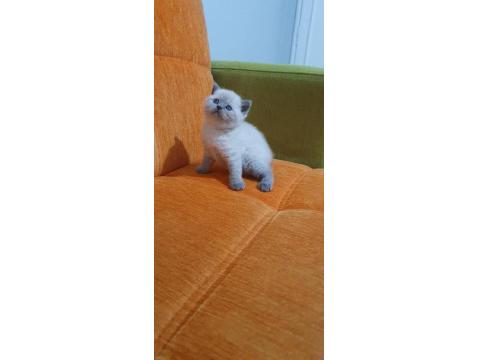 Süper Kalite British Shorthair Yavrular