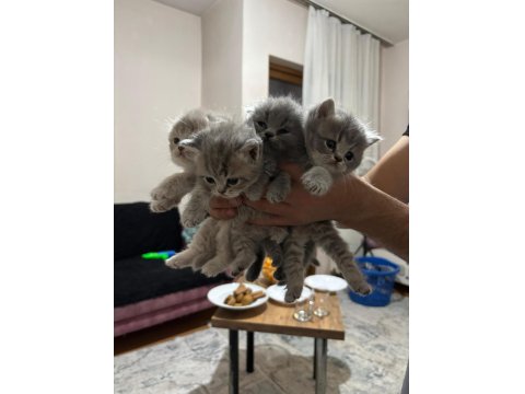 2 Aylık Bebek Kedilerimiz