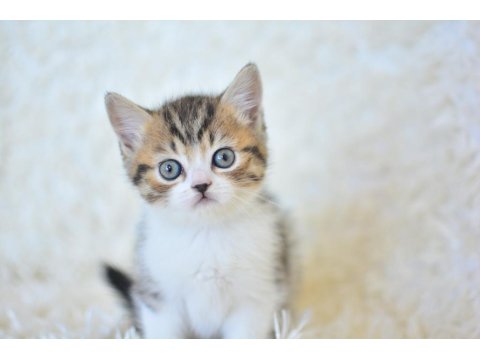 Nadir Görülen Şapkalı Bicolor British Shorthair