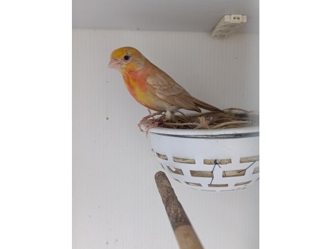 Erkek Mutasyon Meksika Çütresi