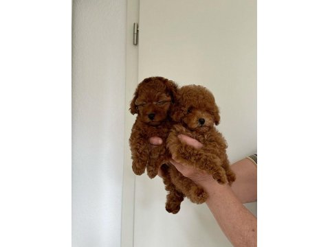 Muazzam Poodle Yani Daha Ne Denir Ki