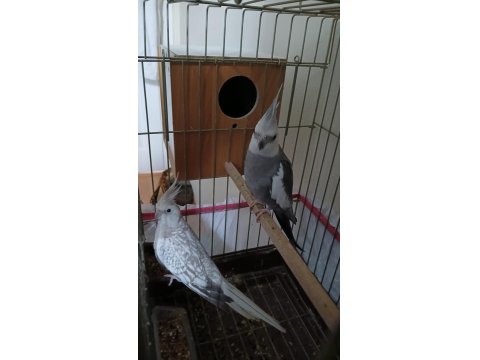 Wifi Çift Sultan + Yem + Ekipman