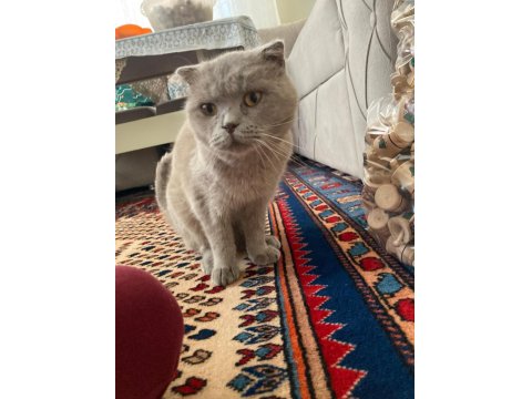 Bal Gözlü Scottish Fold