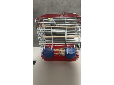 Rainbow Muhabbet Kuşu