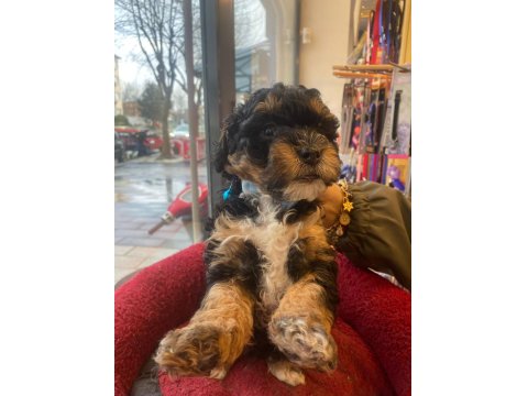 Black Tan Phantom Renk Poodle (Aklıma Yatan Irklar Takas Da Yapabilirim)