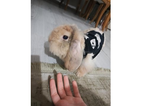 Ücretsiz 5 Aylık Hollanda Lop Tavşan