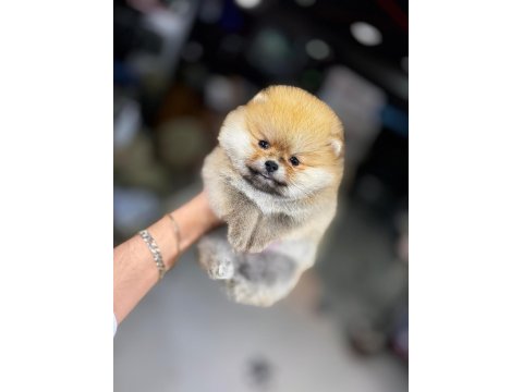 Irk Ve Sağlık Garantili Teddy Pomeranian Boo