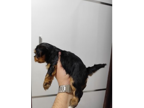 3 Mart Doğumlu Yorkie Yavrularımız Yuvasını Arıyor