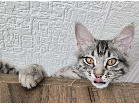 5 Aylık Erkek Baba British Anne Maine Coon