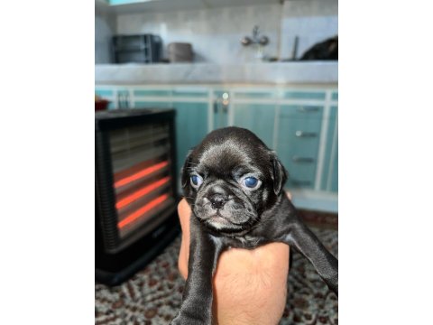 Pug Mops Pink Taşıyıcı