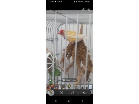 Acil Yumurtalı Cennet Papağanı