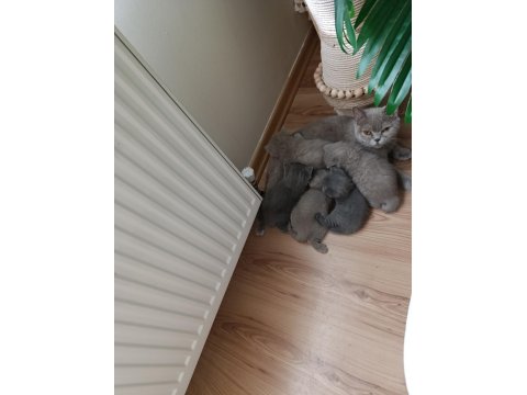 Sevimli British Shorthair Bebekler