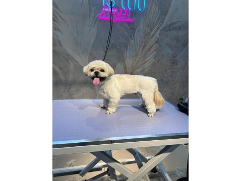 Köpeğimize Gerçekten İnsan Gibi Sevecek Sıcak Bir Yuva Arıyoruz