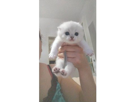 Scottish Fold Erkek Kediler
