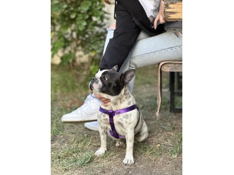 1 Yaşında Sakin Çok Uysal Akıllı French Bulldog