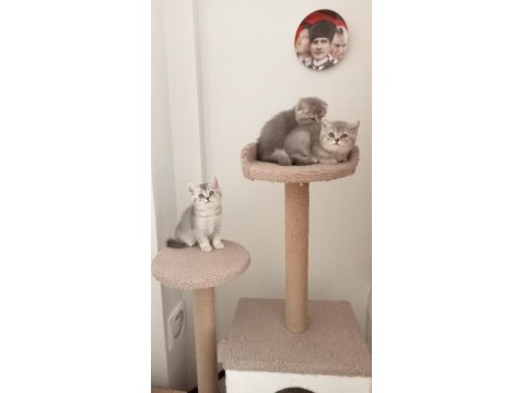 2 Aylık British Shorthair Yavrularımız