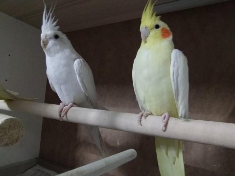 Satılık Sultan Papağanı İster Tek İster Çift