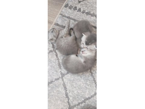 Haziran Teslim Yavru Kediler