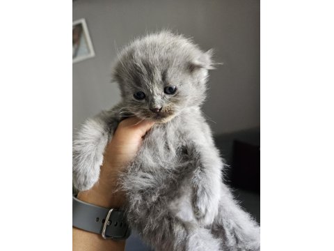 2 Aylık British Shorthair Bebekler