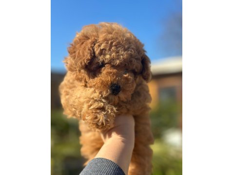 Tüy Yumağı Poodle Yavrumuz