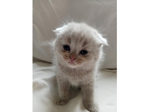 British Shorthair Scottish Fold Yavrular Sahiplendirme
