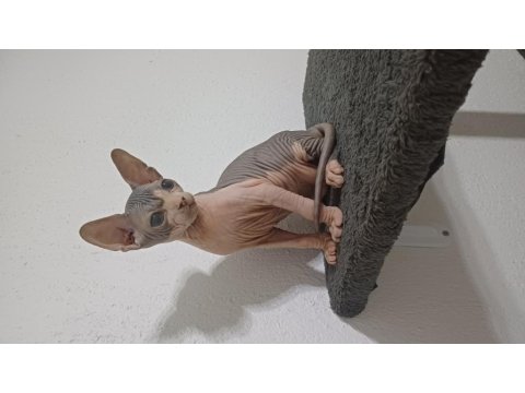 2 Aylık Erkek Sfenks Yavrumuz