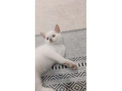 British Shorthair Blue Point