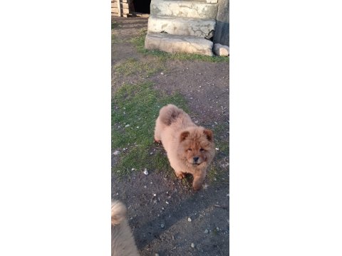 Safkan Temiz Irk Çin Aslanı