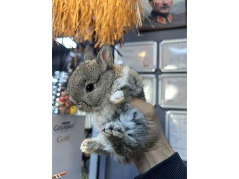 Sevimli Cüce Tavşan Yavrularımız