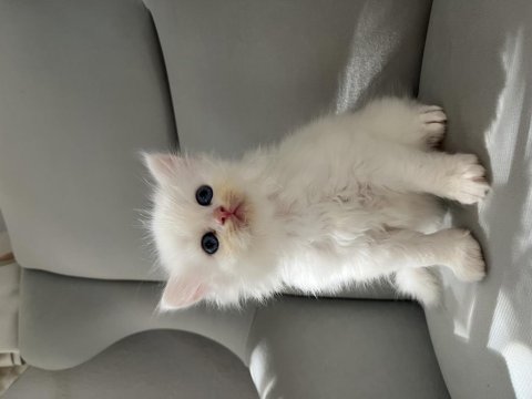 British Longhair Erkek Bebeğim