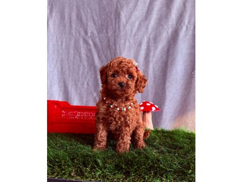 Orijinal Poodle Yavrular