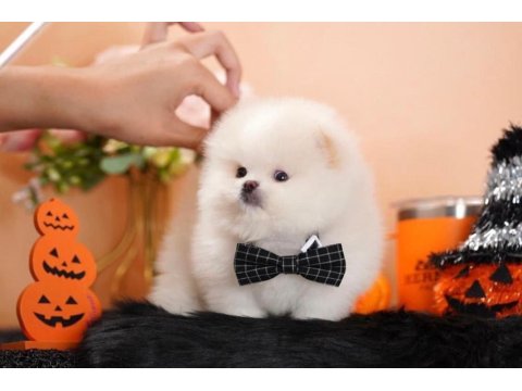 Pomeranian Boo Micro Ayıcık Surat