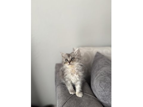 British Longhair Erkek Silver