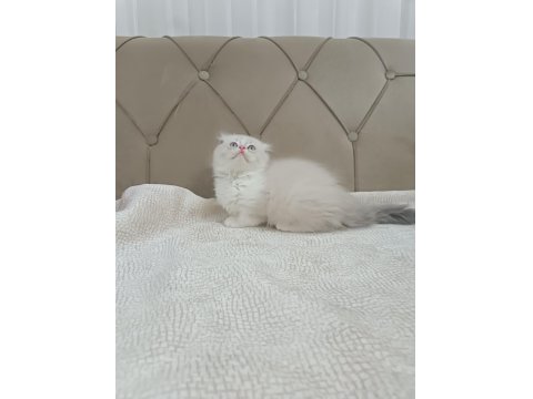 Scottish Fold Bicolor Longhair