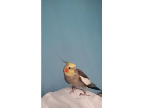 Erkek Sultan Papağanı Kayıp İlanı