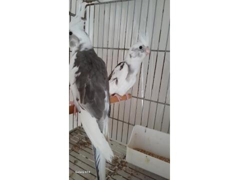 Yavru Sultan Papağanı