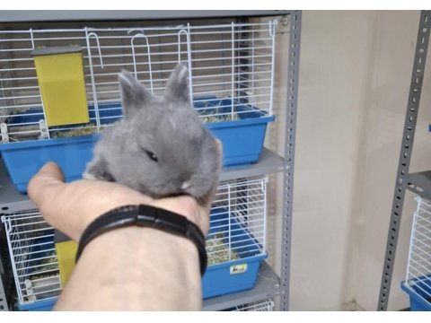 9 Aylık Hollanda Cücesi Blue Tavşan