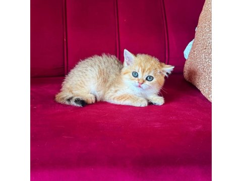 Safkan British Shorthair Golden Bebekler