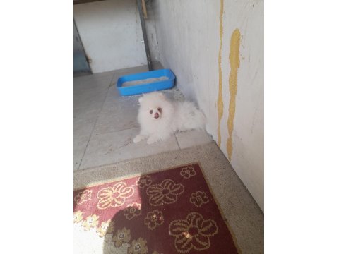 Pomeranian Boo Bebeğimiz 5 Aylık