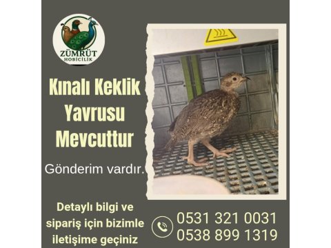 Kınalı Keklik Yavrusu