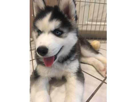 Maviş Sibirya Kurtları Sağlık Ve Irk Garantili