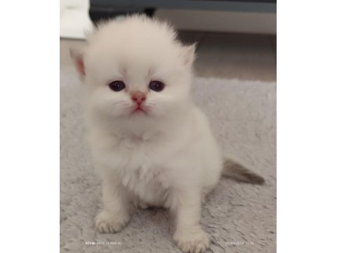 Mükemmel Full Şecereli British Longhair Bebekler