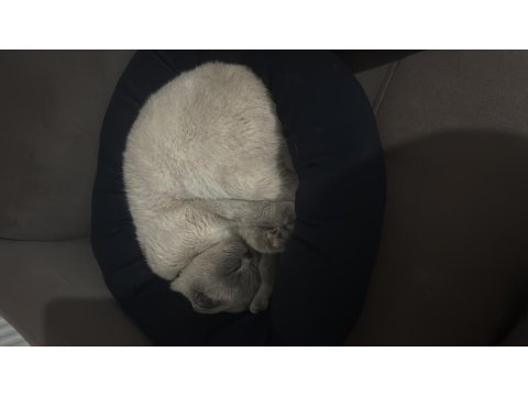 Kedimiz Miya İçin Yuva Arıyoruz