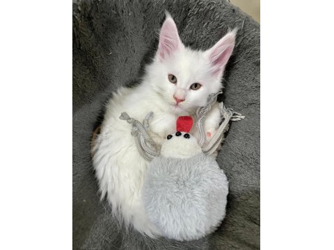 Safkan Maine Coon Yavrular **Uygun**