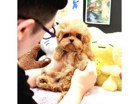 Sevecen Akıllı Maltipoo Bebekler