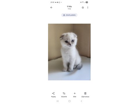 Scottish Fold Blue 2 Aylık
